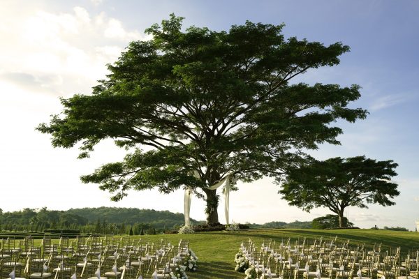 Jamjuree Tree
